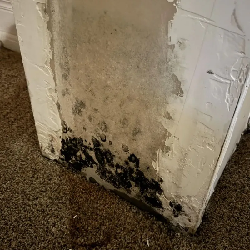 Professional Mold Removal in Potter County, SD